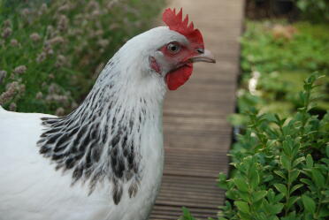 Pollo nel giardino