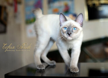 Mekong BOBTAIL gattino blue-point di Cofein Pride, mekong-bobtail.ru, spedizione in tutto il mondo di gattini