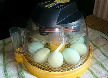 Incubazione di uova di araucana in mini eco