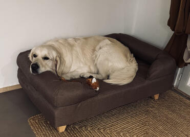 Golden retriever 40 kg . adora la sua nuova cesta . 🧺 perfetta 