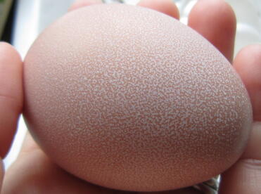 Il primo uovo in assoluto della nostra repecka. bel uovo maculato :)