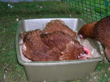 Le nostre galline adorano fare il bagno di polvere in una lettiera per gatti piena di sabbia e segatura, anche a loro piace mangiarla.