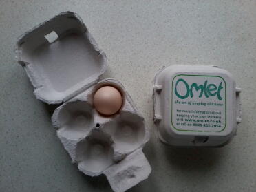 5 giorni dopo che flo, ermy e dylan si sono uniti alla famiglia abbiamo trovato questo piccolo uovo deposto da flo.  