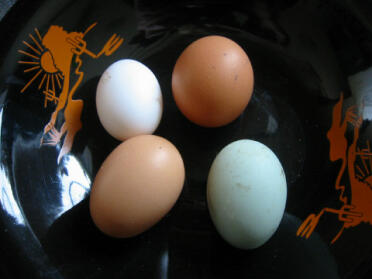 Primi 4 uova al giorno!