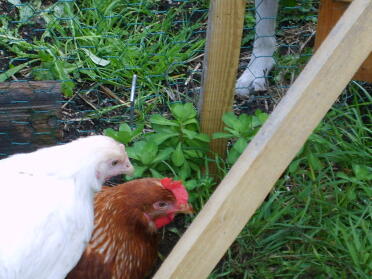 Bon Bon - l'ambra & Fluffy Bum il Warren Entrambe le mie sorelle nuove galline