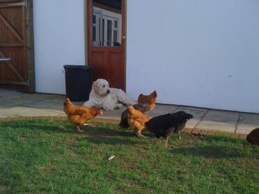 Il cane ama le galline! fa la guardia. 
