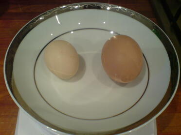 Il nostro primo uovo di bantam.