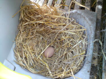 La brava Peggy ha deposto il suo primo uovo!