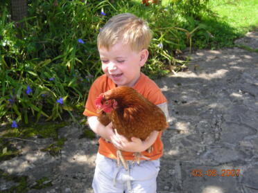 Teddy tiene la sua gallina Rosiepop per la prima volta.