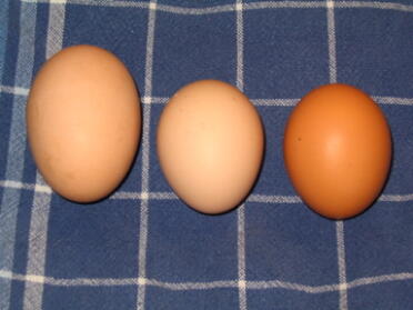 Le nuove uova delle ragazze!