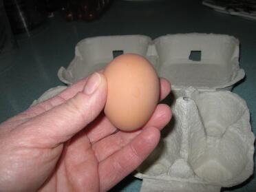 Il primo uovo di Eggwina il giorno in cui è arrivata