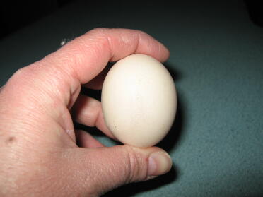 Il primo uovo di Eggna il secondo giorno