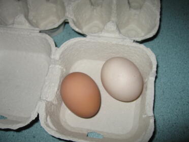 piccolo marrone 1 ° uovo Eggwina's piccolo beige 1 ° uovo Eggna's