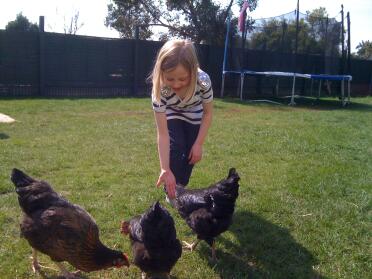 Lucy che dà da mangiare alle galline.