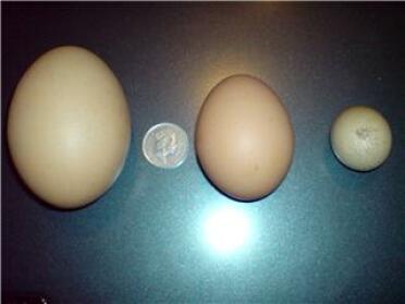 Un uovo di 129 g deposto da una delle galline di Mitchell il 2 aprile 2008