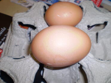 Uovo enorme! 109 grammi !!