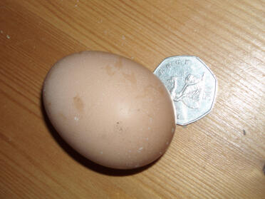 Il mio primo uovo il 15/3/07, pesava 50 g, il che significa che è classificato come piccolo, penso sia di Marjorie