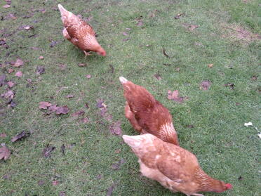 Le 3 galline.