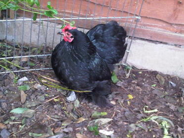 Un bel pollo pekin in un giardino.