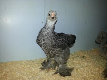 dark brahma chick 6 settimane