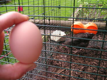 Primo uovo !! Tre ore dopo il loro arrivo! Clever Lulu !!