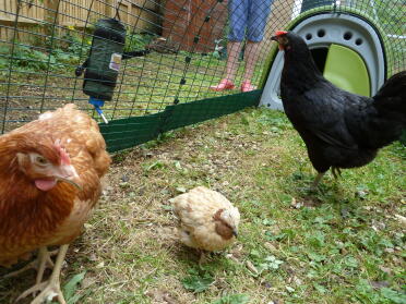 Le quaglie possono convivere con i polli!