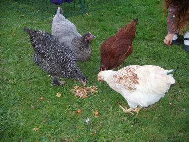 Le mie ragazze Serafina, Dave, Buck Buck Baar e Amber mangiano del porridge di pollo