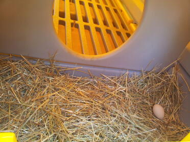 Una delle prime uova delle nostre galline nane