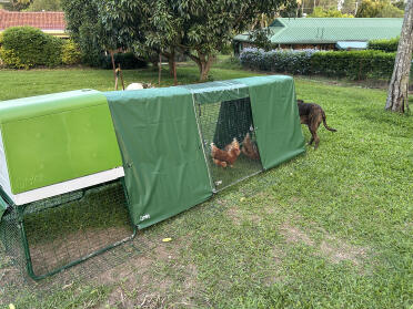 Nuova stia per le mie tre galline