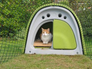 Dave dimostra che gatti e galline possono andare d'accordo!