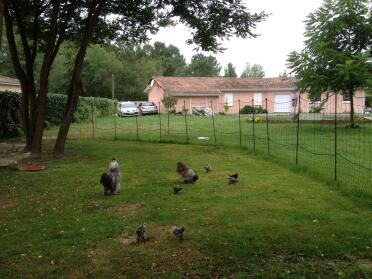 Polli sull'erba circondati da Omlet recinzione per polli