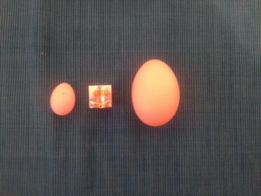 L'uovo più piccolo del mondo? 
