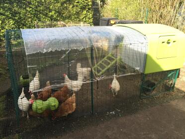 Che bella casa per queste galline!