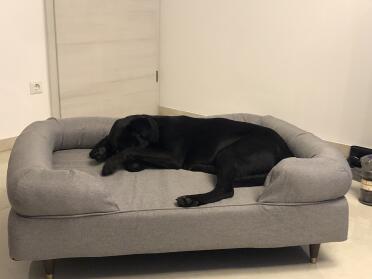Milo adora il suo nuovo letto. da quando l'abbiamo preso, si sdraia solo lì. ora ne ordina un secondo per la camera da letto. 