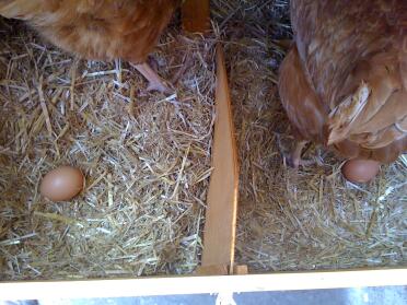 Prima mattina a casa e 2 uova!