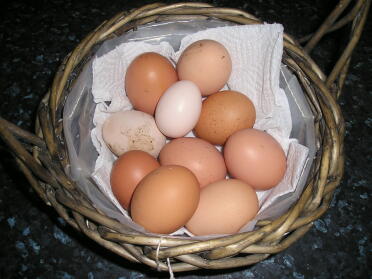 Un giorno le uova - ne ho prese un'altra poco dopo questa foto!