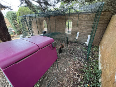 Adoro la nostra gabbia per le galline. 