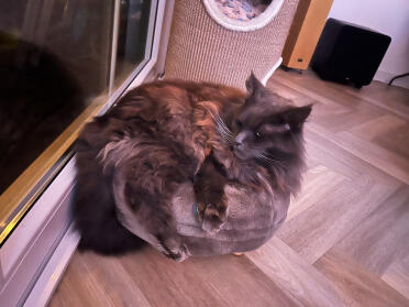 Il mio maincoon knik sul suo cesto di ciambelle pesa solo 7,5 kg