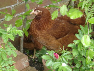 Pollo in piante da letto