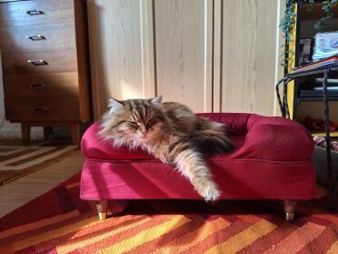 Sumisu sul suo nuovo canapè
