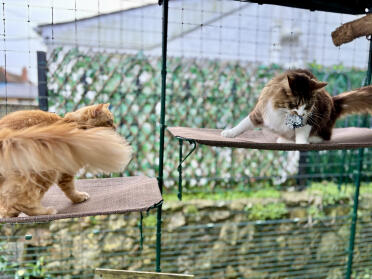Zoomie sullo scaffale per gatti all'aperto