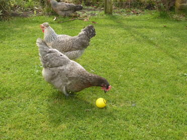 3 polli con uno che becca una palla