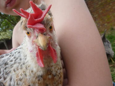 Pollo che guarda nella macchina fotografica mentre è tenuto da un bambino