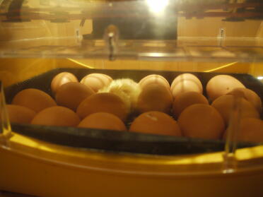 18 uova incubate nella mia nuova incubatrice brinsea