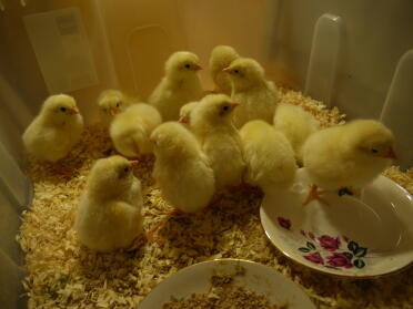Incubato 18 uova di gallina nella mia nuova incubatrice brinsea