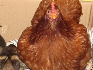 KFC che è raffigurata come fuggita con le sue sorelle in una ciotola di legno e uova