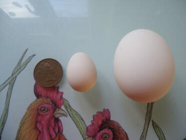 Uovo di Serama accanto a un uovo della Polonia