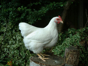 Gallina bianca in piedi su ceppo d'albero