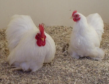 I miei due Pekin
