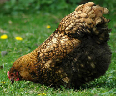 Gold laced orpington in giardino